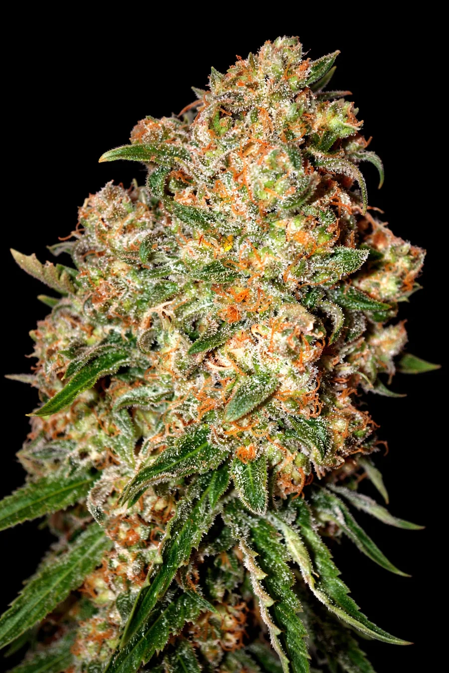 Criminal Plus Ripper Seeds